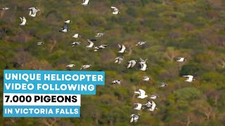 Unique helicopter video following 7.000 pigeons in Victoria Falls WCPR!
