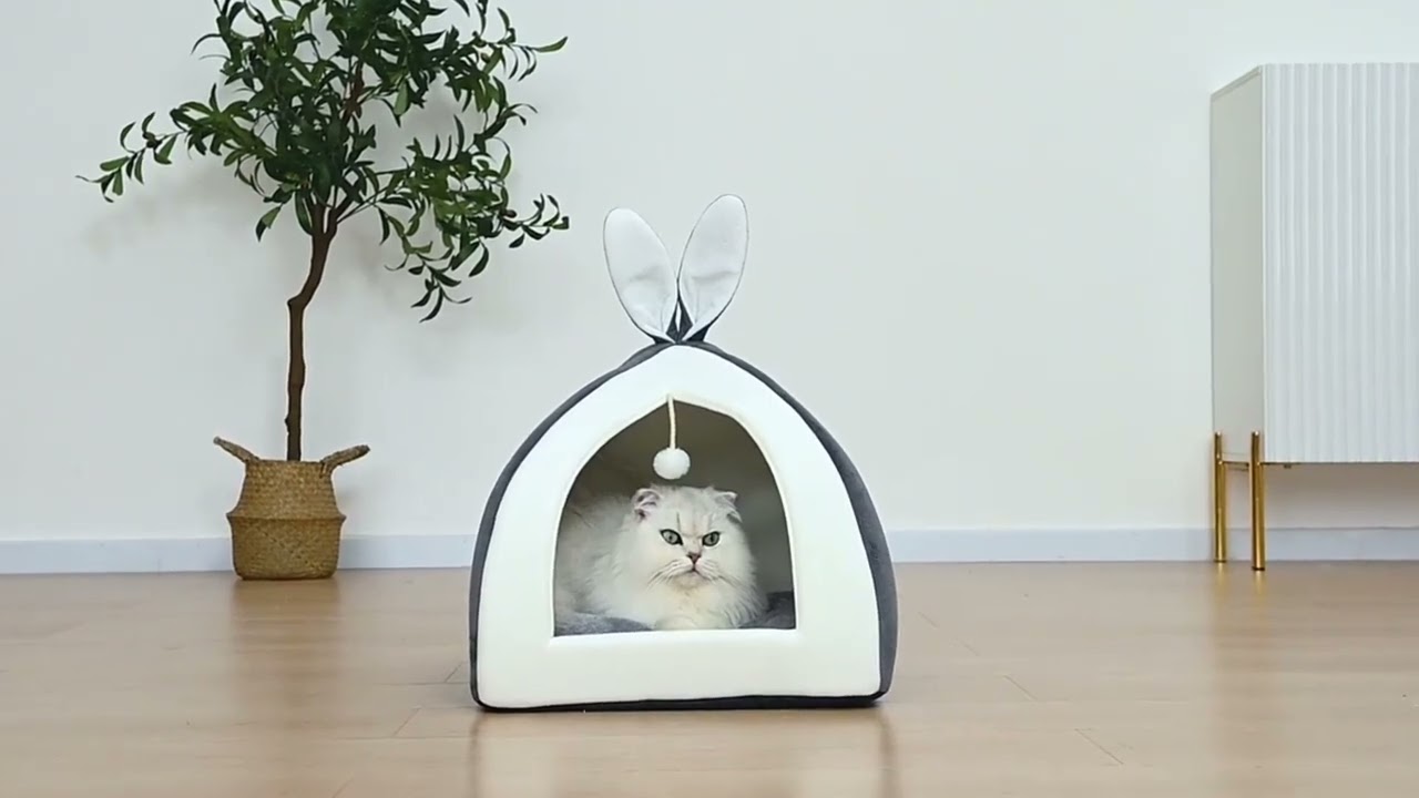 Cat House  Dog  