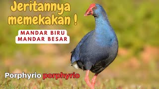 SUARA PIKAT MANDAR BIRU PALING MANJUR ! #profesorkicau #mandarbiru #profesorkicau #mandarbesar