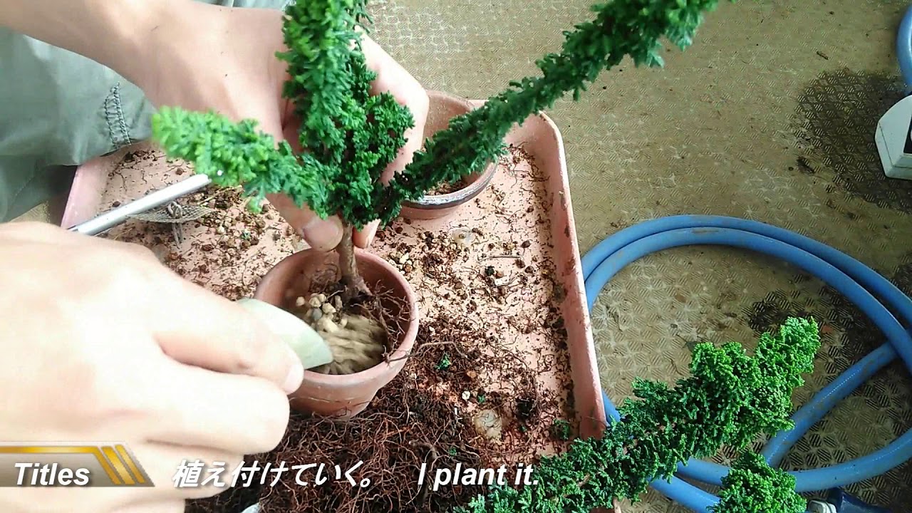 石化ヒノキ（素材）鉢上げ_chamaecyparis obtusa var. sekka（Material）_Sep2018_BONSAI盆栽
