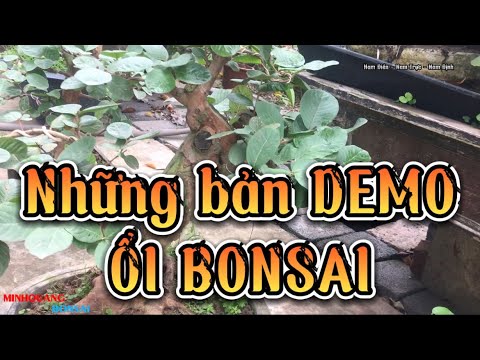 Video Những phôi ổi tại nhà vườn Điền Xá - Nam Trực - Nam... - youtube