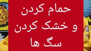 حمام کردن و خشک کردن سگ ها