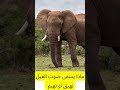 ماذا يسمى صوت الفيل 