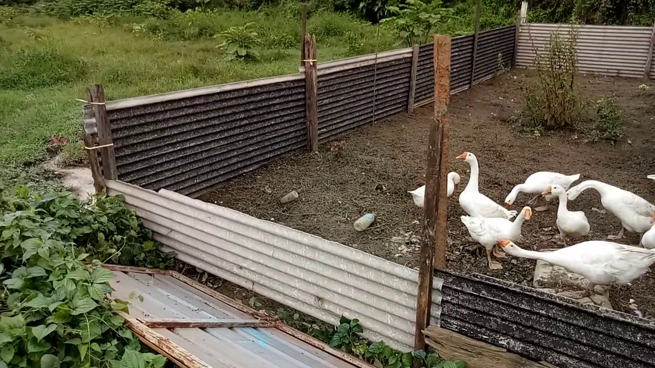 CARA MEMBERSIHKAN KEBUN DENGAN ANGSA/SOANG 