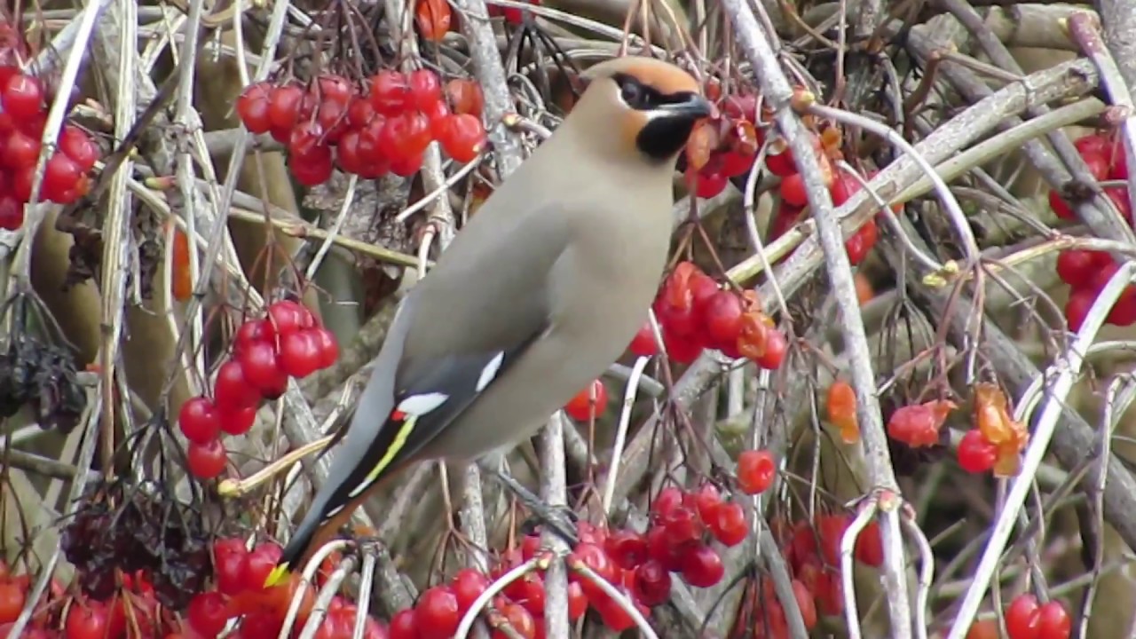 Bohemian Waxwings Feeding YouTube