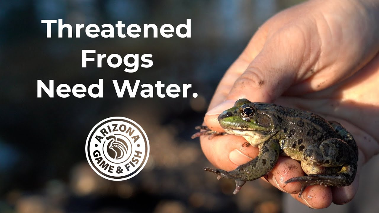 Chiricahua Leopard Frogs & Drought - YouTube