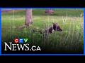 Orléans residents demand action after coyote attack