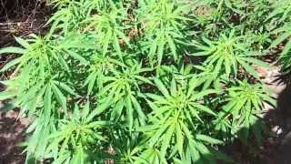 Washington Outdoor Medical Marijuana #5 "Thc paradise"