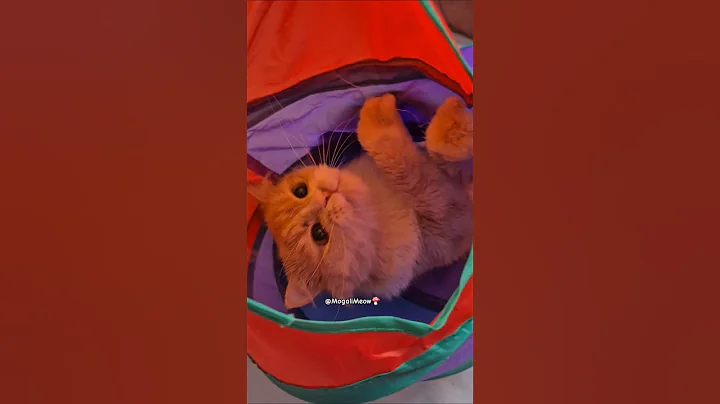 Watch the video about #cat #facts #funny #catdad #cute #cuteanimal #cutecat #cutepet #pets #kitten #catvideos #catshorts