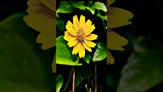 CLOSE UP SHOTS      #flowers