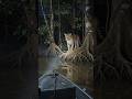 Create Amazon Jungle Viral Videos with AI! #ai #youtubeshorts #googleflowai
