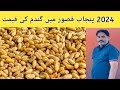 Wheat price in punjab today 2024 visit galla mandi kasur  wheat price in pakistan 2024