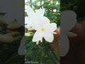 Plumeria Pudica (Nag Champa) from my garden ❤🌼 #flowerblooming #subscribe #shorts