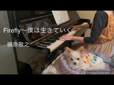 槇原敬之　Firefly〜僕は生きていく