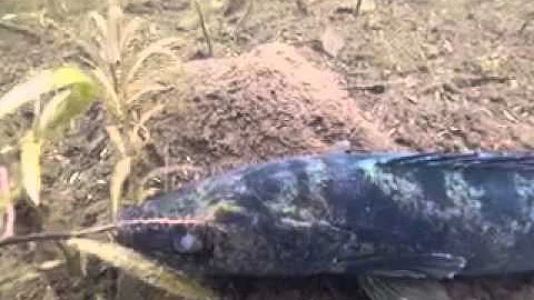 Walleye Canada Underwater Video