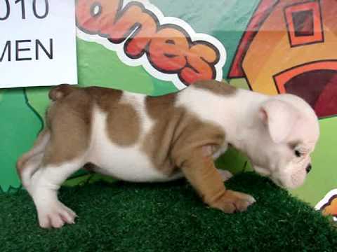 English bulldog For Sale - Choko - http://www.bullcanes.net - ceo@bullcanes.net puppy paradise
