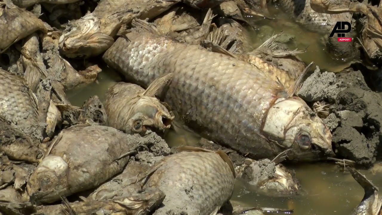 Thousands of dead fish pile up in drought-ravaged lagoon in Chihuahua