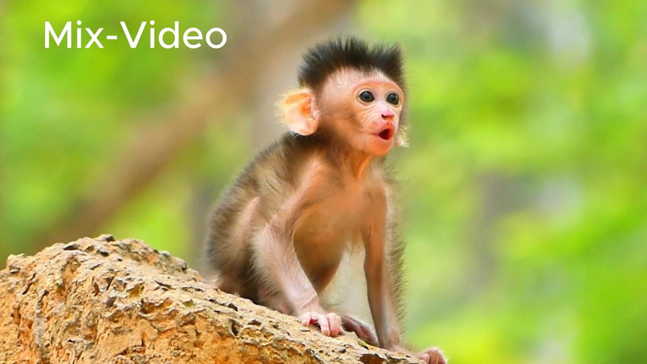 The Best Mix Video! Javor activity daily days, 