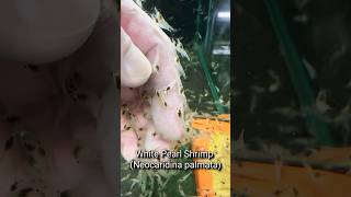 White Pearl Shrimp - Neocaridina palmata #shorts