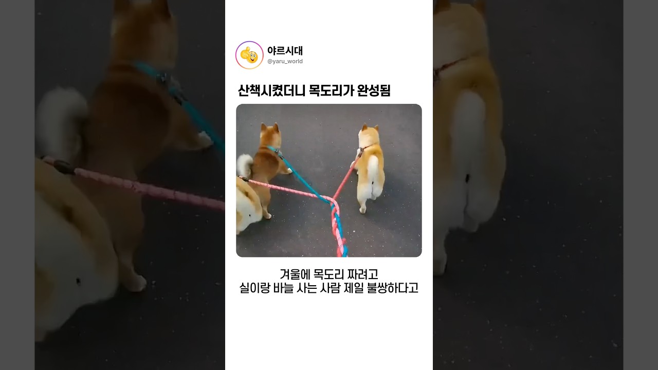 산책시켰더니 목도리가 완성됨