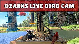 Live Bird feeder Cam Ozarks Missouri 🐦Sunset