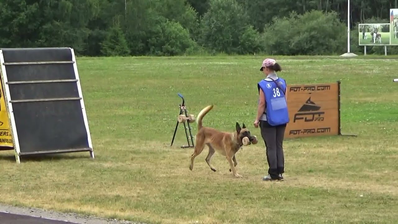 2022 IGP CACT Russia Knyazhevo Medvedeva Olga (38) and  XMas vom Rheurdter Land (Malinois) B37