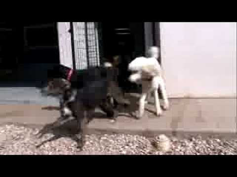 taurus-dog-training---keye's-"we-are-austin"