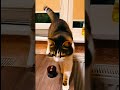cat BORYA    Feed me now!