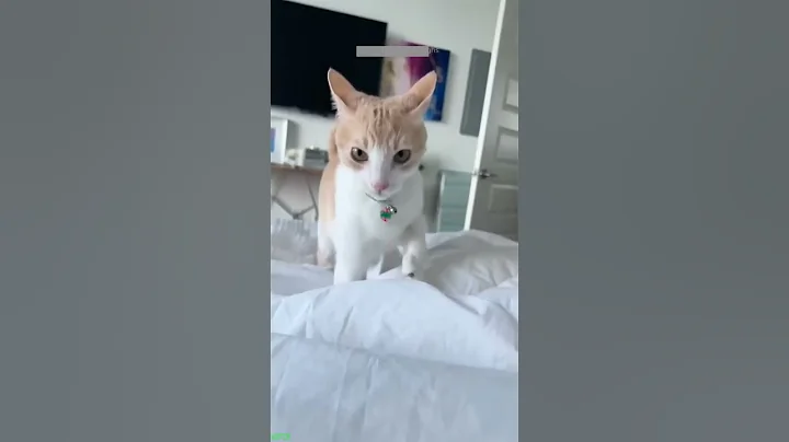 Video 10732581: talking ginger funny cat, laugh funny cats talking, talking cat dance