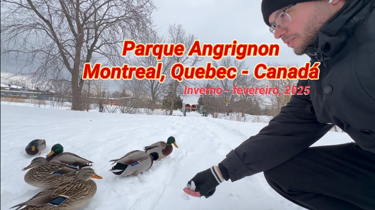 Angrignon Parc - Montreal - Pato canadense - YouTube