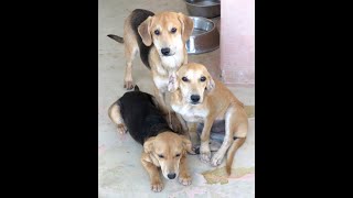 Zypernhunde Theon, Brienne Und Cersei