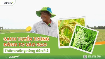 PHÒNG TUYẾN TRÙNG - ĐÓN ĐÒNG TO - VÔ GẠO NHANH| BÍ QUYẾT LÚA KHOẺ MÙA MƯA.#vnfarm #taric #coric