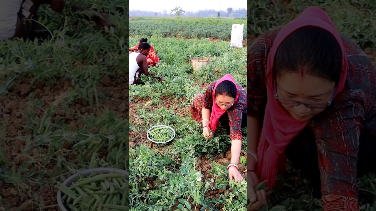 See What They Were Harvesting (Green Peas) 
