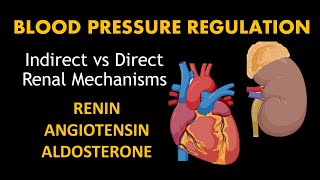 How do kidneys regulate systemic blood pressure? (indirect vs direct)