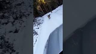 VIDEO: Imagini rare la Sibiu - Râși filmați pe drumul dintre Gura Râului și Păltiniș 1 video