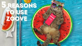 Famous 5 Reasons To Register Your Cat On Zoove ! Wealth