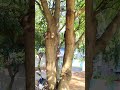 squirrel 🐿️ is trying to carrying nesting 🪹 material