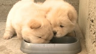 Chow Puppy Won't Share His Food