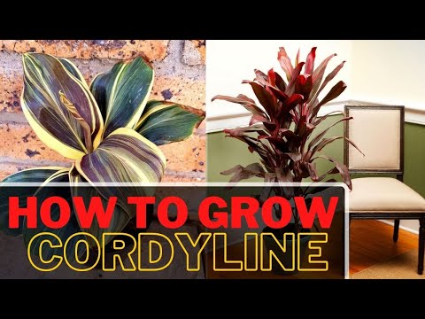 ვიდეო: Grow Cordyline Indivisa Indoors - შიდა მთის კომბოსტოს ხეები