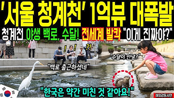 한국 청계천 또 난리났다! 해외에서 멸종된 백로, 멸종 위기 야생 수달 등장한 충격 영상 다큐멘터리 1억 뷰 기록 [해외감동사연]
