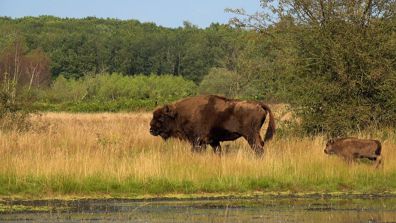 Namiddagwandeling op De Maashorst, tussen de grazende grote grazers