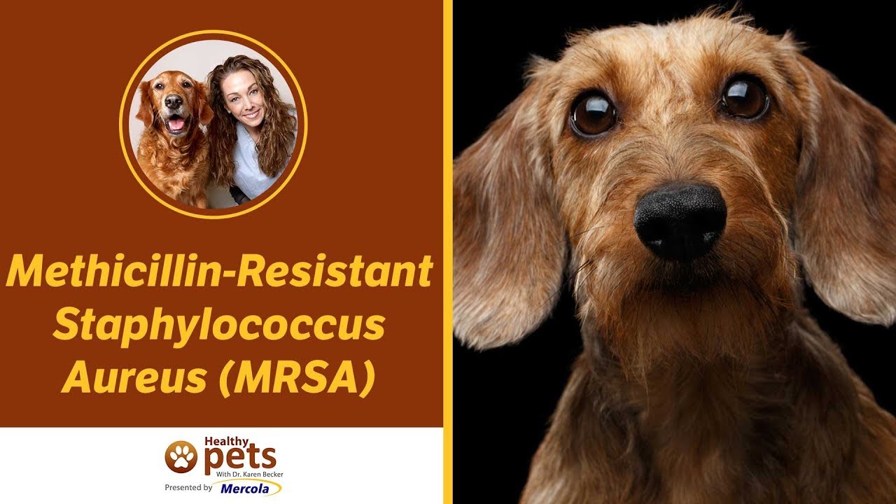 Methicillin-Resistant Staphylococcus Aureus (MRSA) - YouTube
