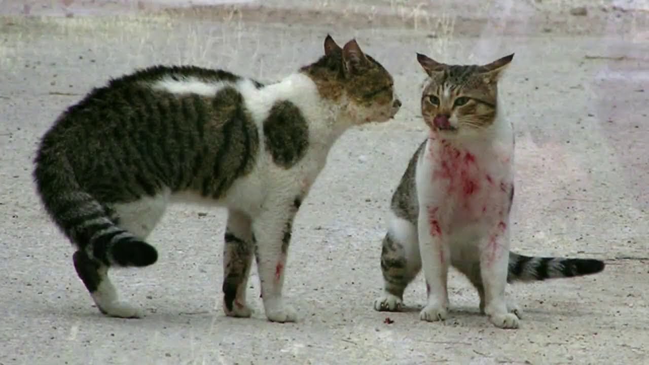 COMBAT DE CHATS A REGARDER JUSQU'A LA FIN