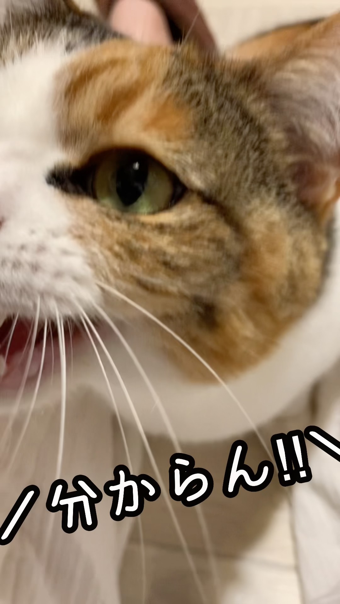 Today's chat with Komachi. Cat language is very difficult to