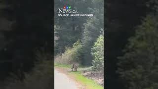 Cougar spotted in Comox, B.C. Cougar spotted in Comox, B.C.