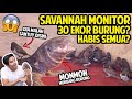 SAVANNAH MONITOR MONMON MUKBANG 30 EKOR BURUNG PIPIT?? | 30 SPARROWS VS SAVANNAH MONITOR