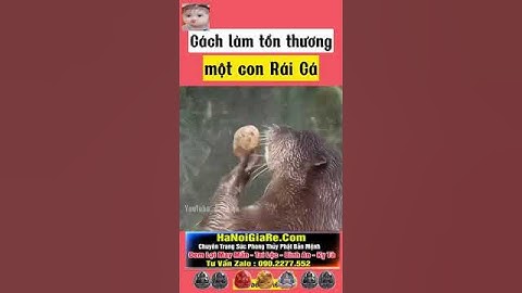 Những con Rái Cá chơi đá giỏi tới cỡ nào #shorts #dongvat