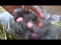 Уход за новорожденными кроликами