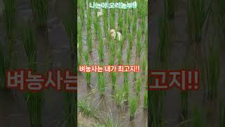 오리농부가 벼농사를 한다