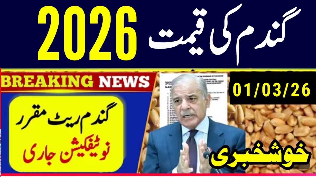 Today Wheat price in punjab/گندم کا ریٹ 2025/munji makki till sarso/Galla mandi rates today #punjab